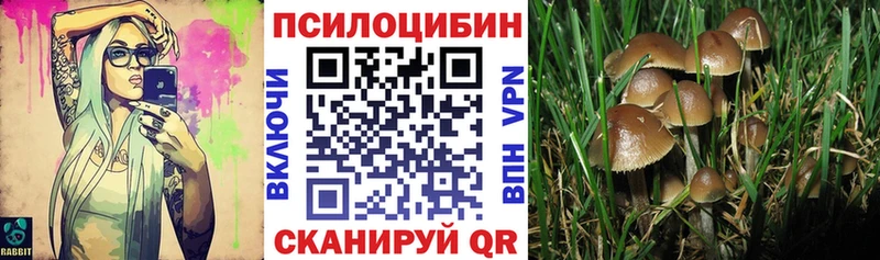 Псилоцибиновые грибы Psilocybine cubensis хочу Починок